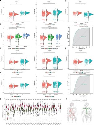 Correlation Between APOBEC3B Expression and Clinical Characterization in Lower-Grade Gliomas